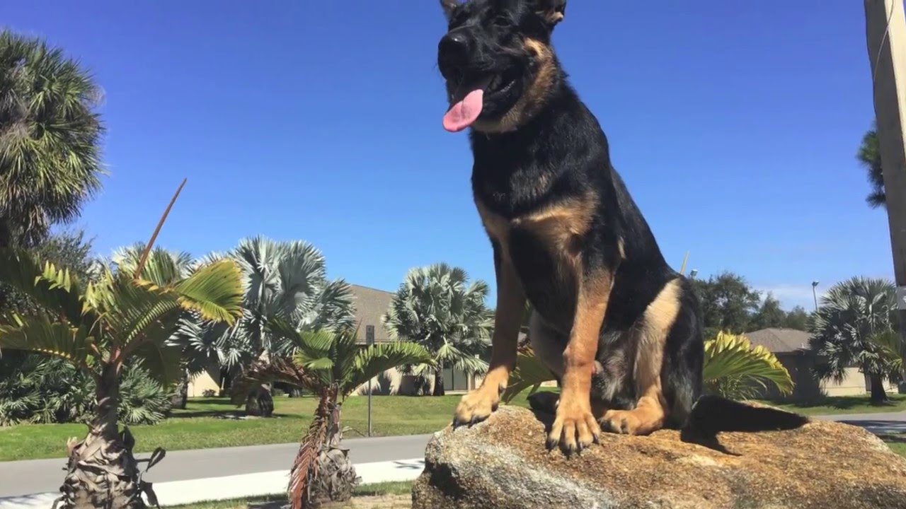 8mo German Shepherd 