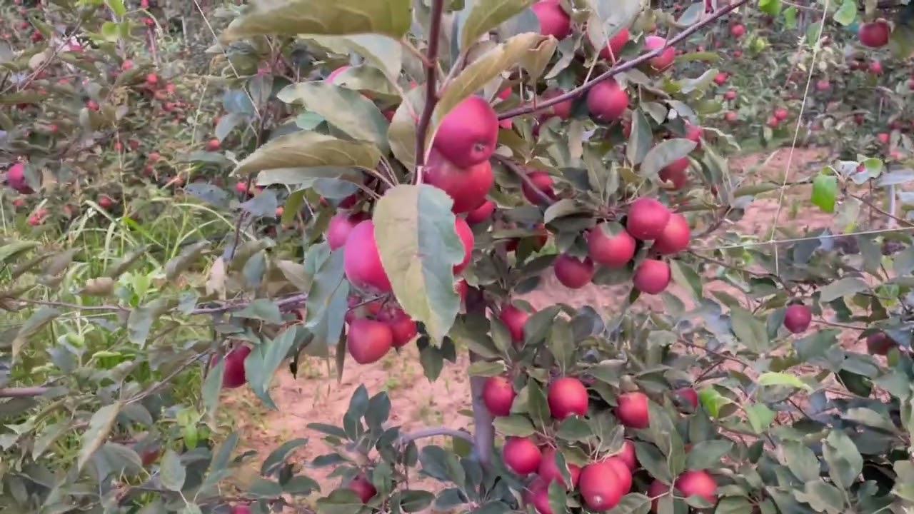 Schnico Red 'GALA Variety of KASHMIR.|Best GALA Variety| @ Umar Parray #TheAppleFarming.