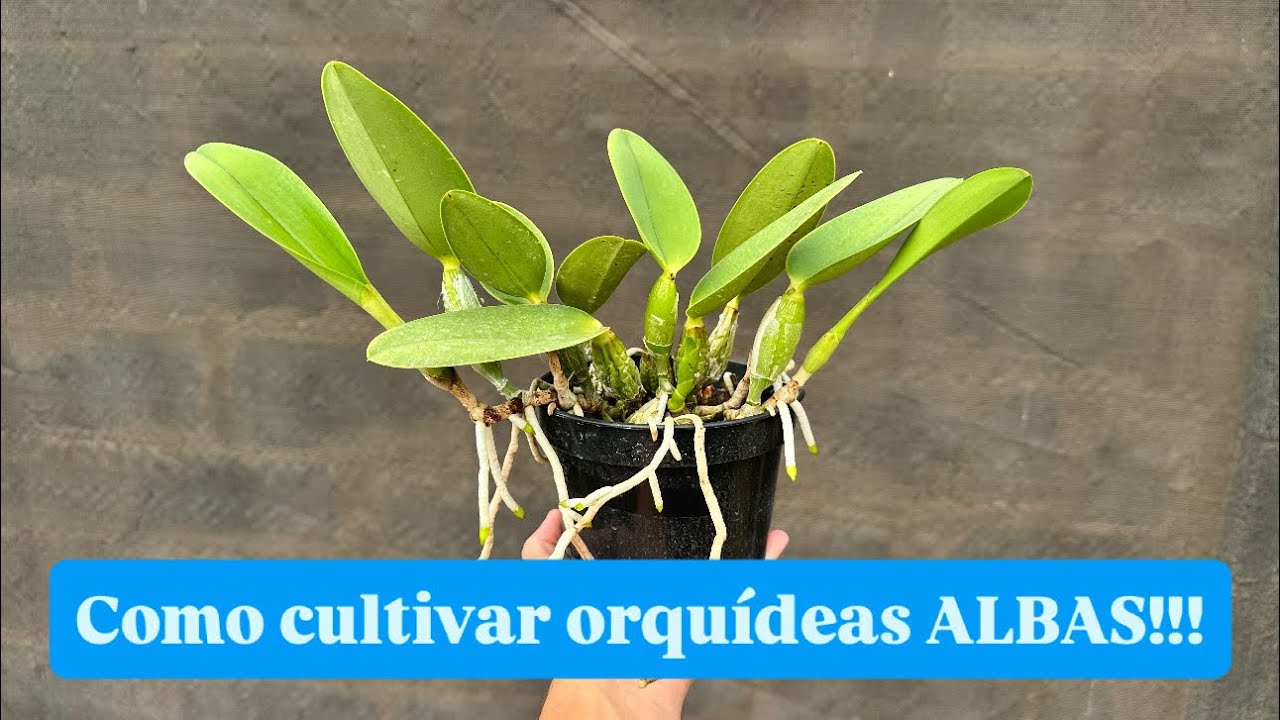 É VERDADE QUE ORQUÍDEAS ALBAS CRESCEM MAIS DEVAGAR?