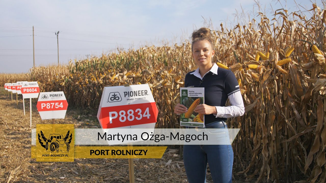 Zbiór 11 odmian kukurydzy Pioneer wraz z Port Rolniczy Martyna Ożga-Magoch. Gmina Świdnica