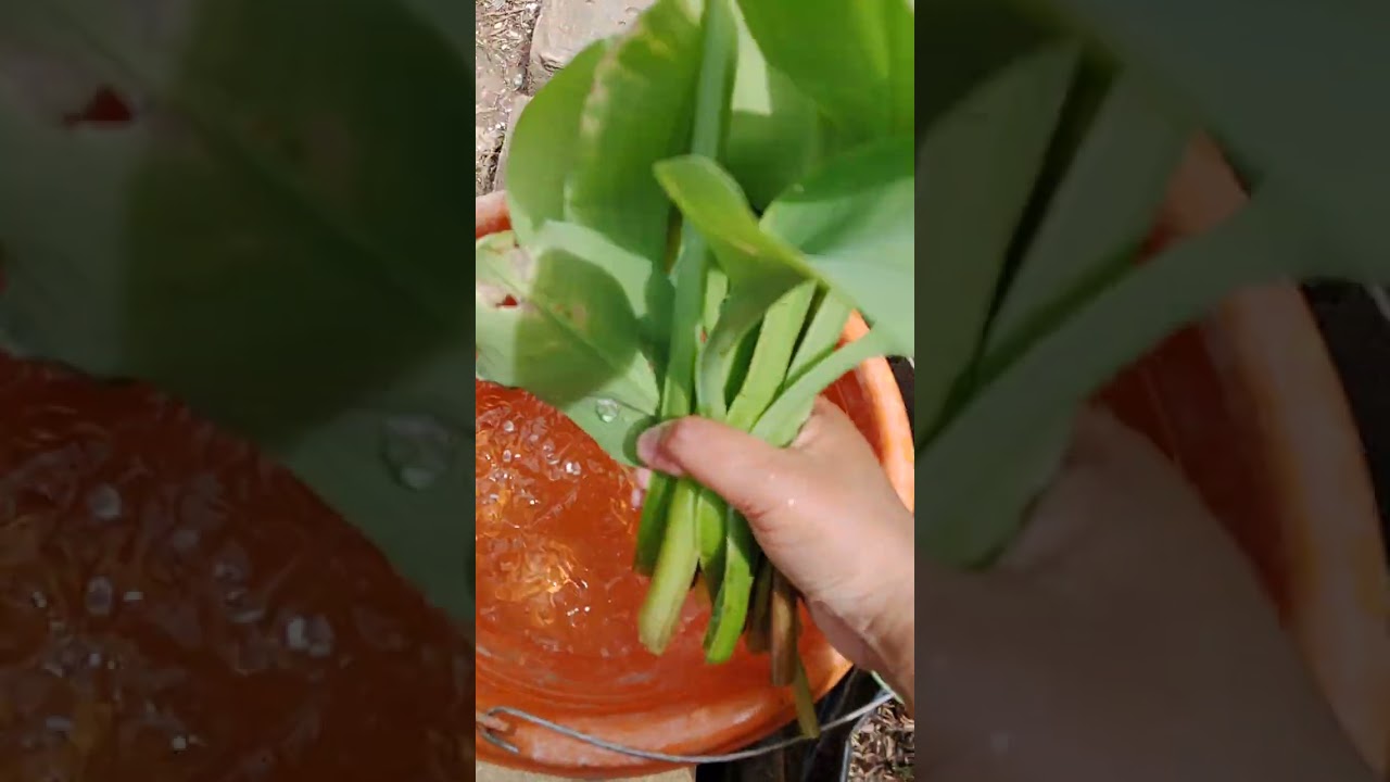 Belanja sayur genjer dan cabe di kulkas alam untuk buka puasa.... 