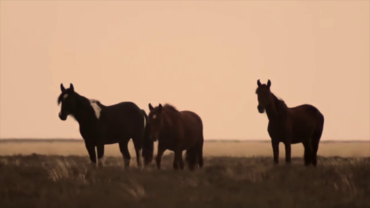 Blind Horse - Patagonia (clip oficial)