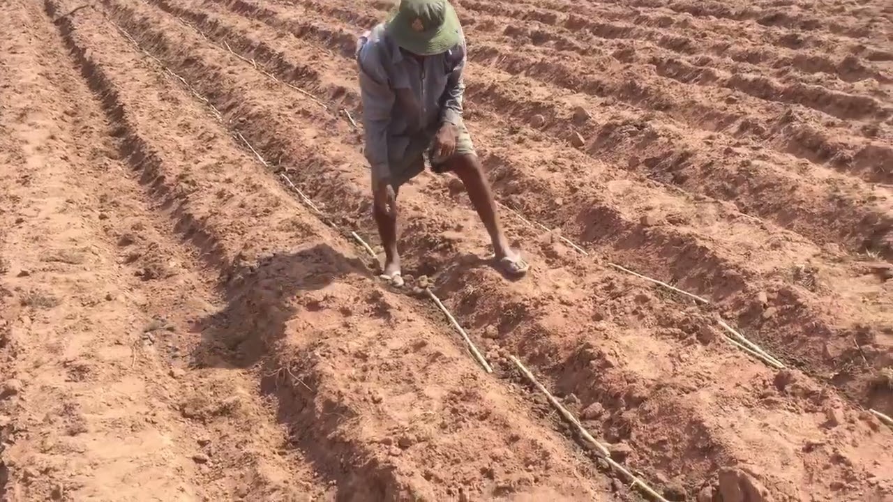 My planting King grass.ការដាំស្មៅ​ ឃីងក្រាស់របស់ខ្ញុំ។