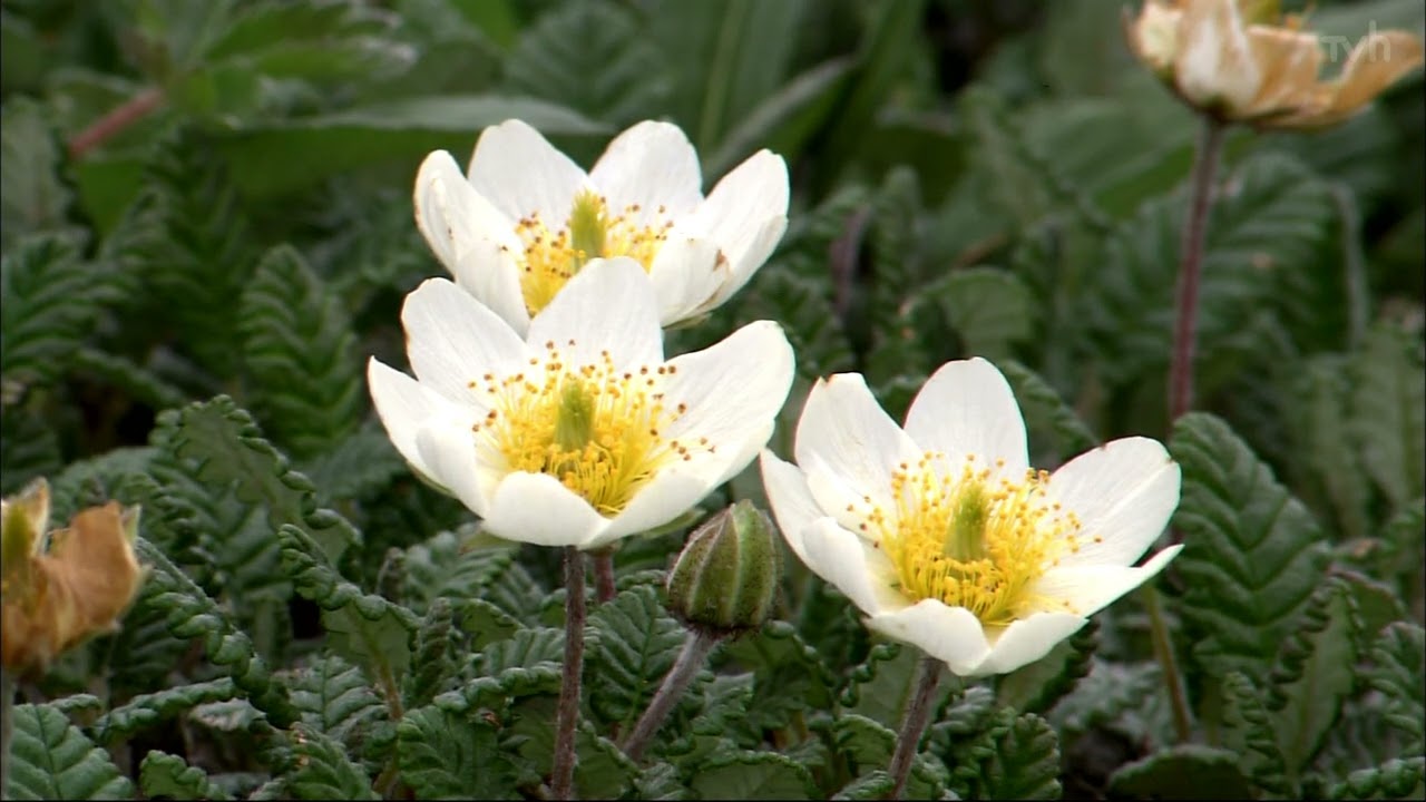 【OP】テレビ北海道（JOHI-DTV）［1080p］［現行］