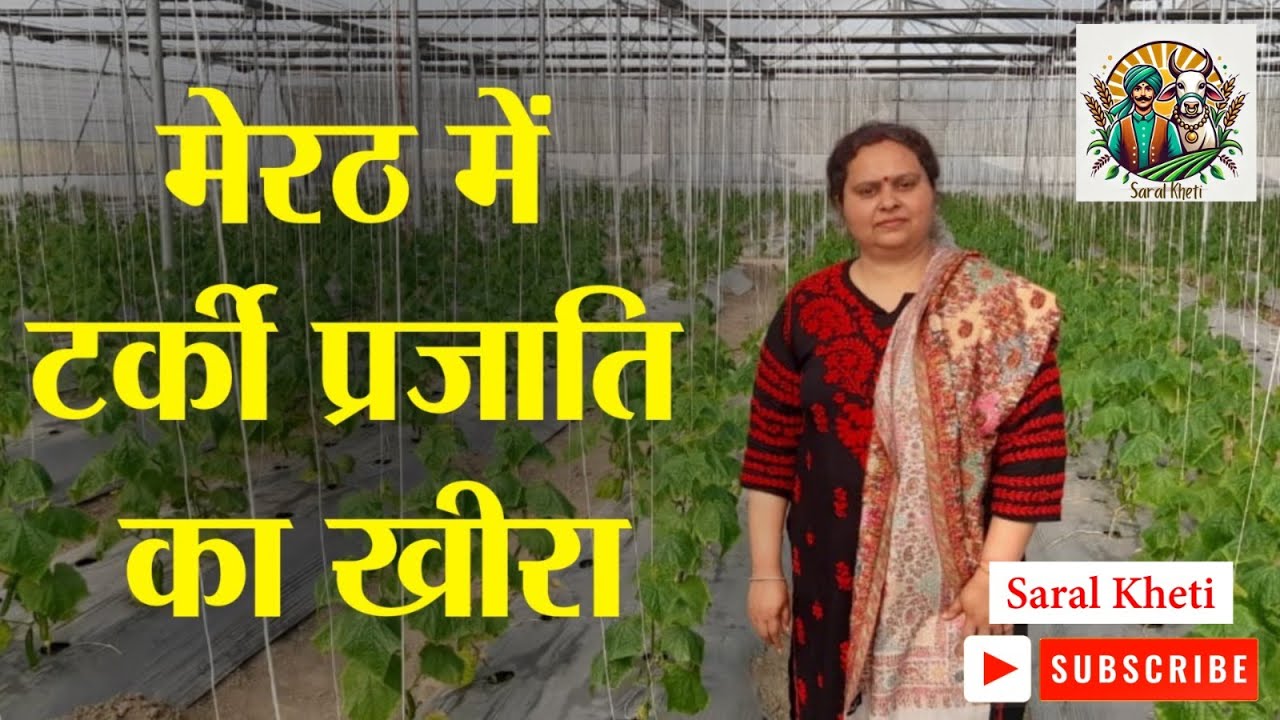 मेरठ में तुर्की खीरे की हाइटेक खेती, पाॅलीहाउस में शानदार उत्पादन #saralkheti #meerut #cucumber #up