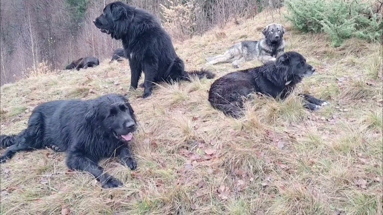 Sfârșit de noiembrie 