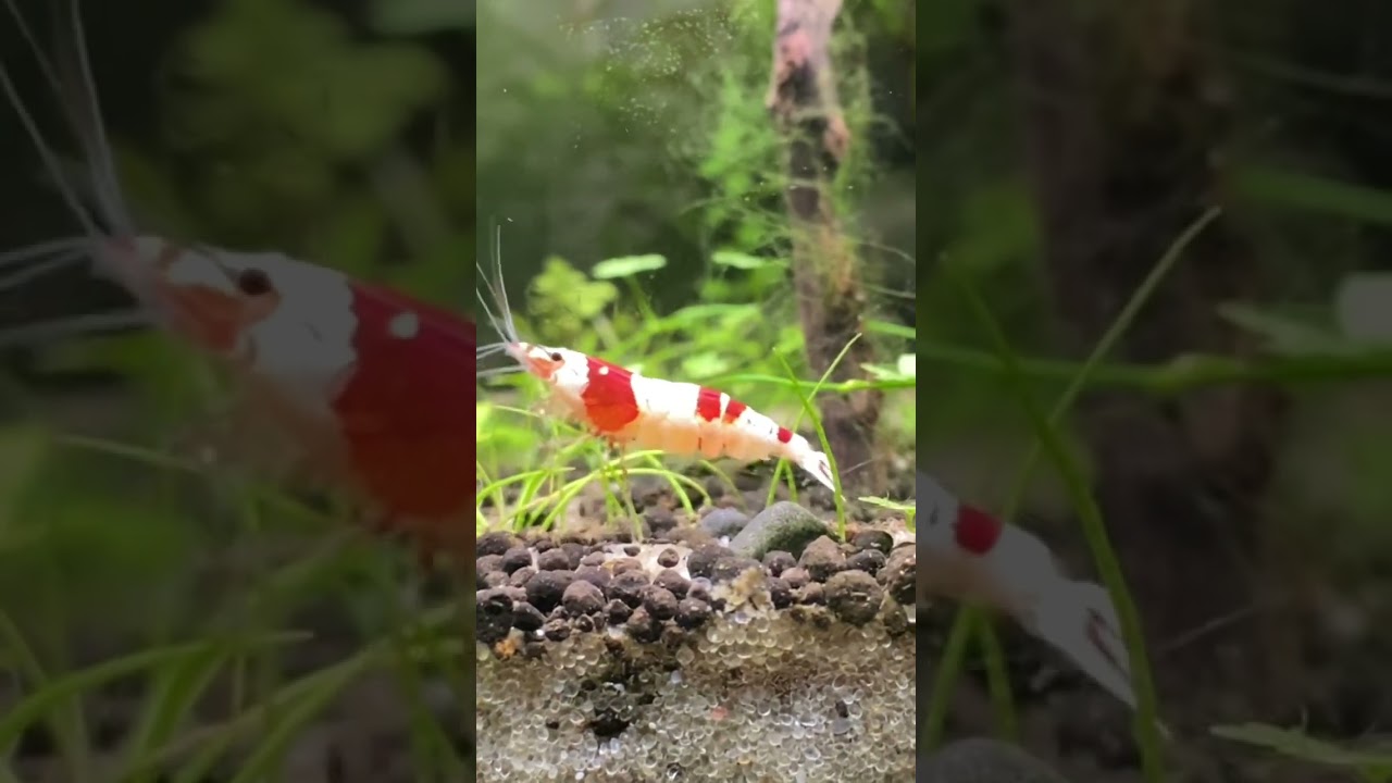 New crystal red shrimp are breeding!