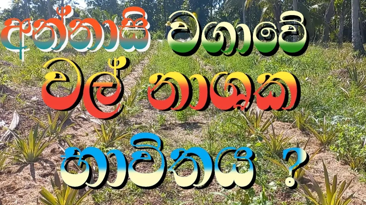 අන්නාසි වගාවේ වල් මර්දනය Pineapple Field Weed Control