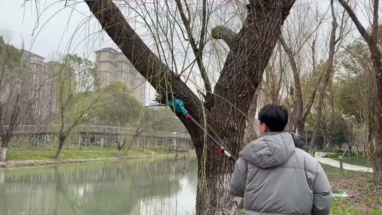Trim the higher branvches without the ladder #powertools #woodworking #tools #chainsaw #treework