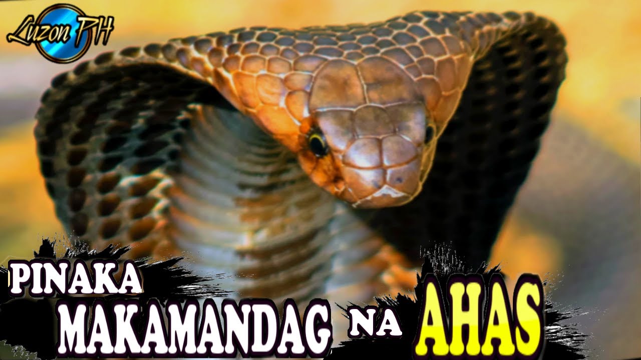 10 Pinaka DELIKADONG  AHAS Sa Buong Mundo| pINAKA Makamandag Na Ahas | Nakalalasong Ahas|