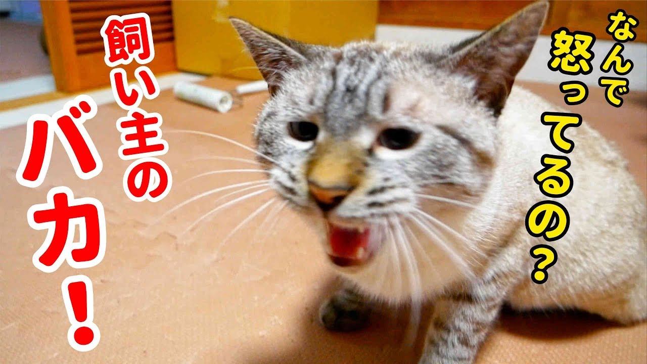 ニャーニャー鳴いて不満を訴える猫が満足してくれるまで尽くした結果…