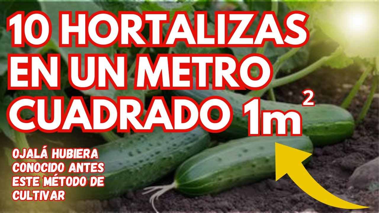 ¡10 Hortalizas que Puedes Cultivar En Un Metro Cuadrado de tú Casa!