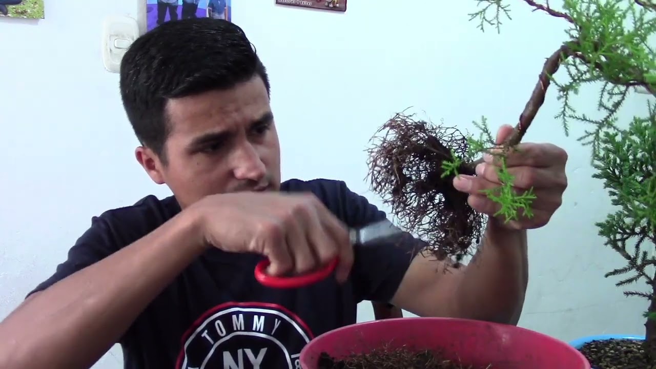Cultivo de BONSAI en colador