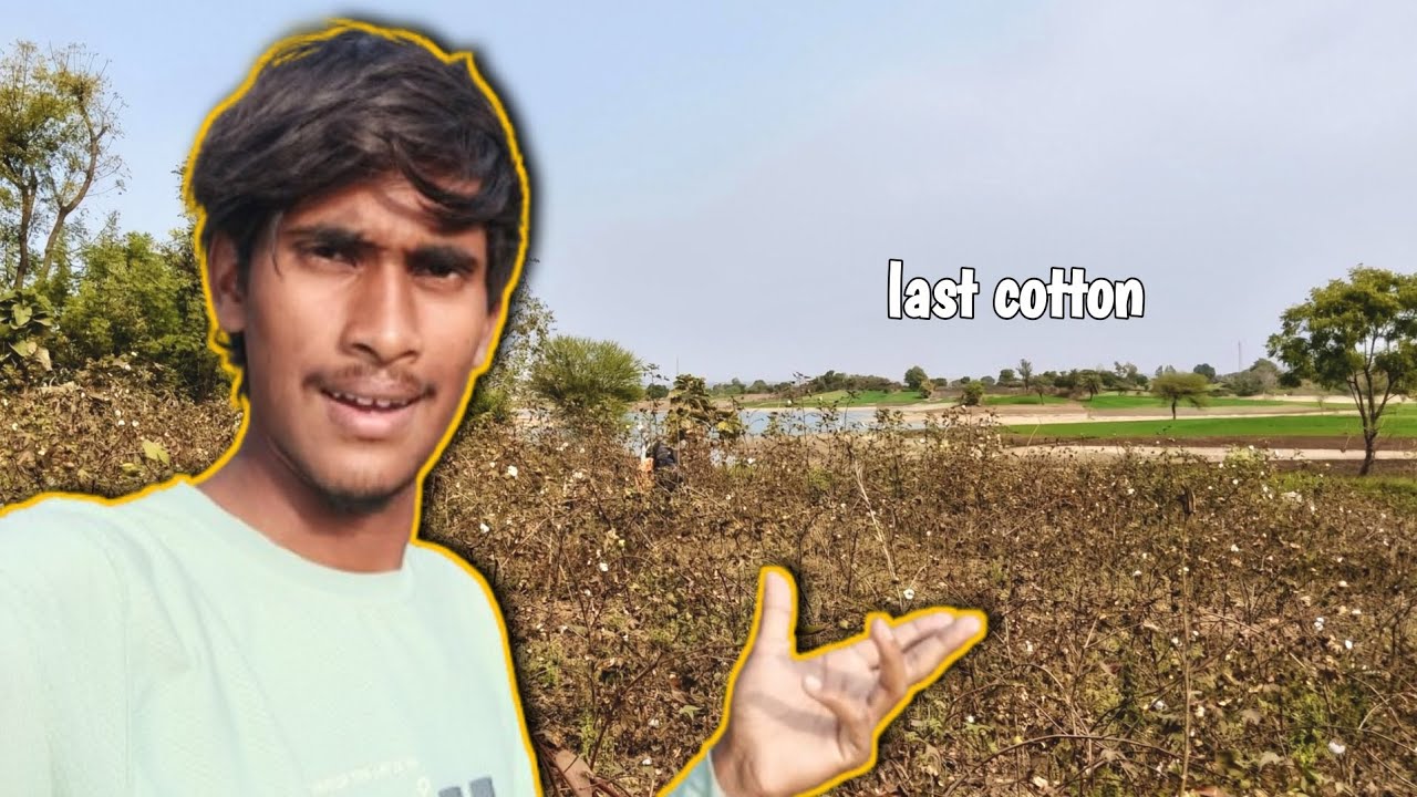 Gaon ki Life: Kapas ki Aakhiri Fasal aur Gehun ke Dane! 🌾 | Village Vlog