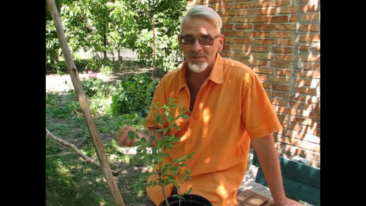 Зизифус - уже не экзотика.