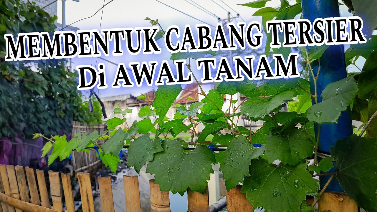 Eps 33 - Tips Menumbuhkan Cabang Tersier Pohon Anggur di Awal Tanam