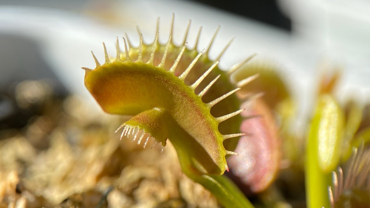 September Carnivorous Plant Tour - Approaching Dormancy