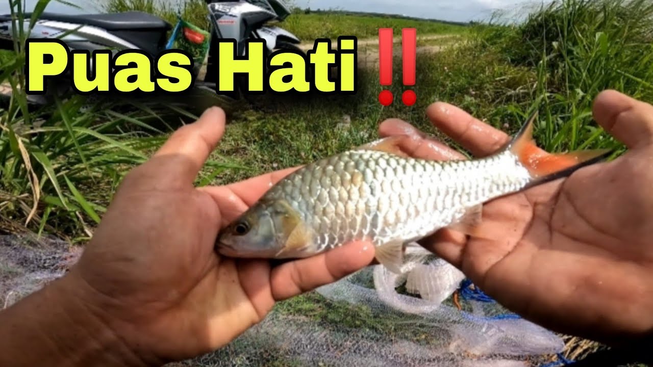 Tak pandai menjala tapi boleh dapat ikan⁉️