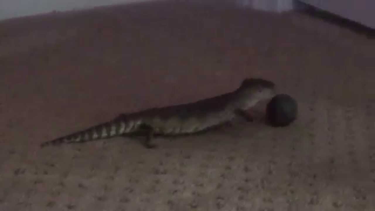 Baby Blue Tongue Skink Plays With Ball