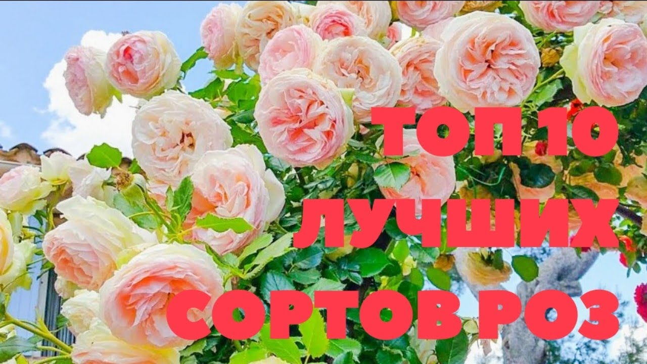 Лучшие сорта роз в моём саду