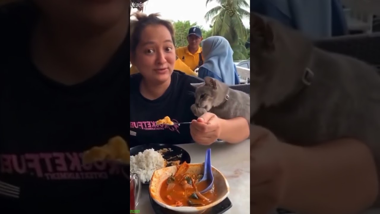 Funny Cat 🐈‍⬛ funny cats meme 🐈‍⬛ # Part 6622
