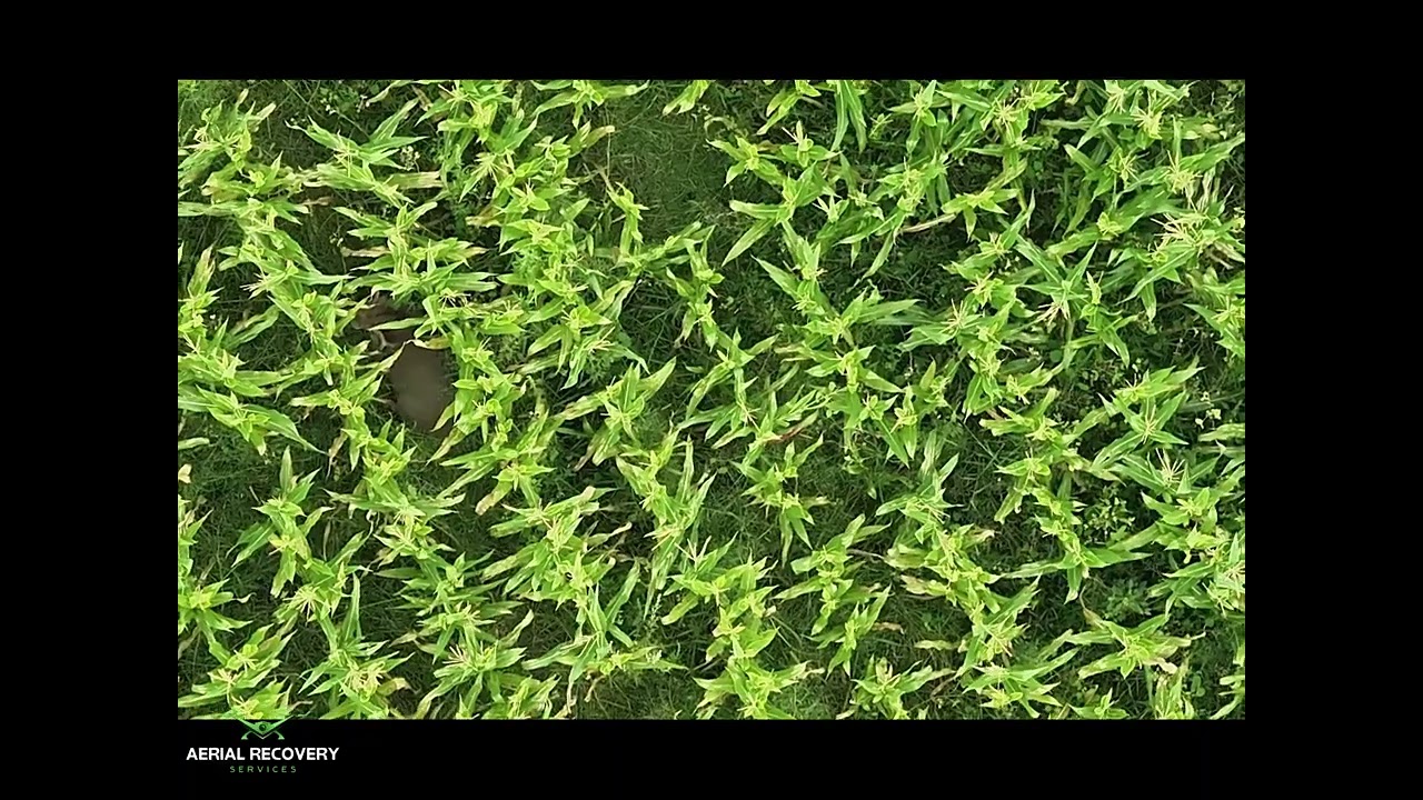 Deer Herd Analysis - Aerial Recovery Services LLC