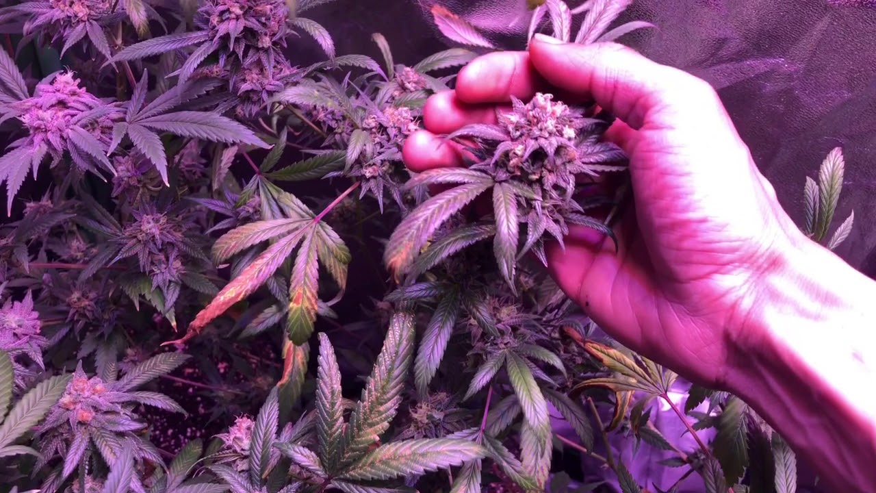 My First Grow Days From Harvest Marijuana Cannabis Flower Giveaway