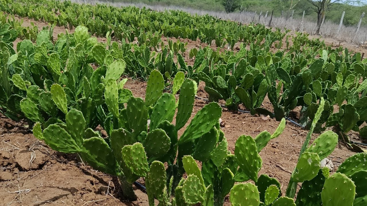 Palmas Califórnia depois da primeira chuva do inverno de 2026