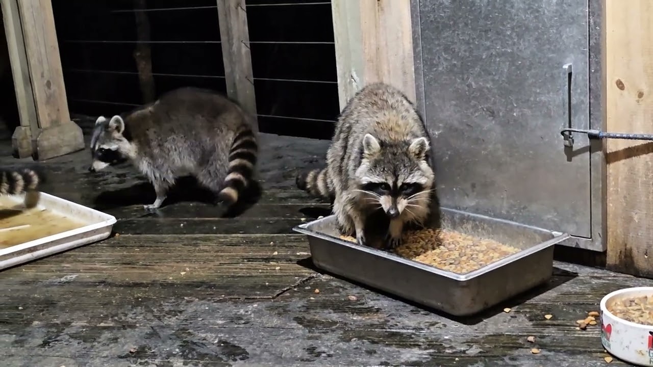 Tuesday Jan 13th cat the raccoon with sidekick and foxy I am cleaning my phone