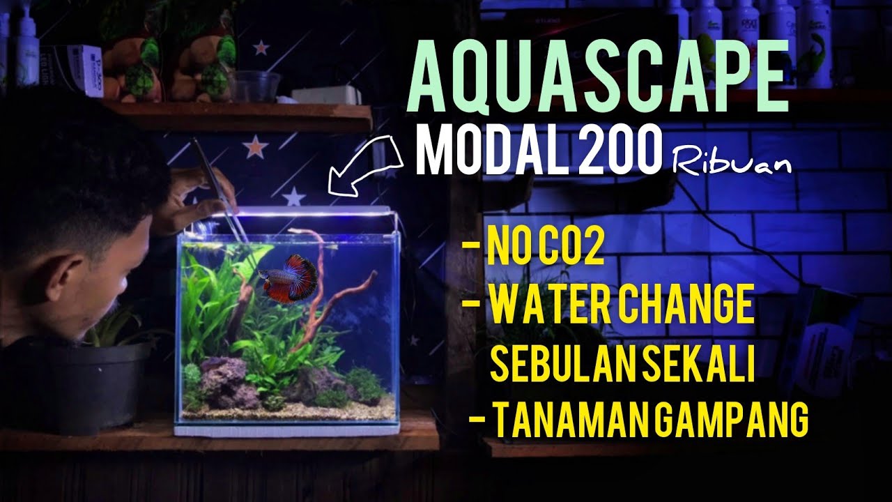 Paduan Lengkap Aquascape Untuk Pemula | Cuman 200 ribuan tanpa Injeksi Co2 #lowtech #aquascape