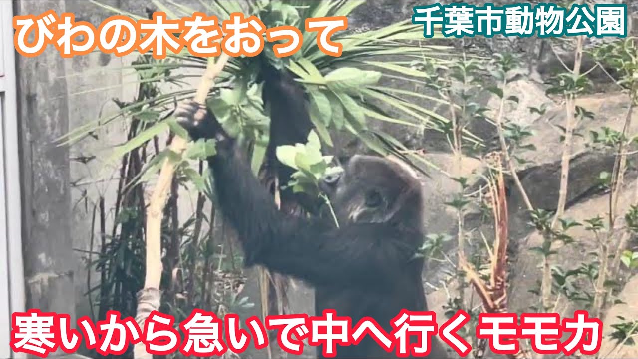 びわの木をおって寒いから急いで中へ行くモモカ/千葉市動物公園
