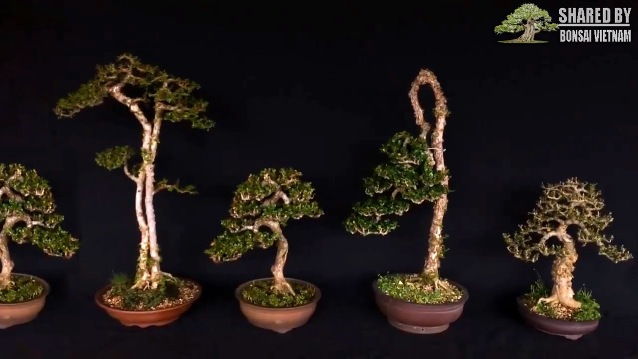 Tổng hợp bonsai của nghệ nhân trẻ Sài Gòn