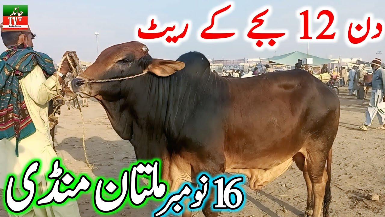 Today Multan Cattle Market Fresh Updates | Pure Cholistani Bachre | Multan Cow Mandi 2025 | Chand TV