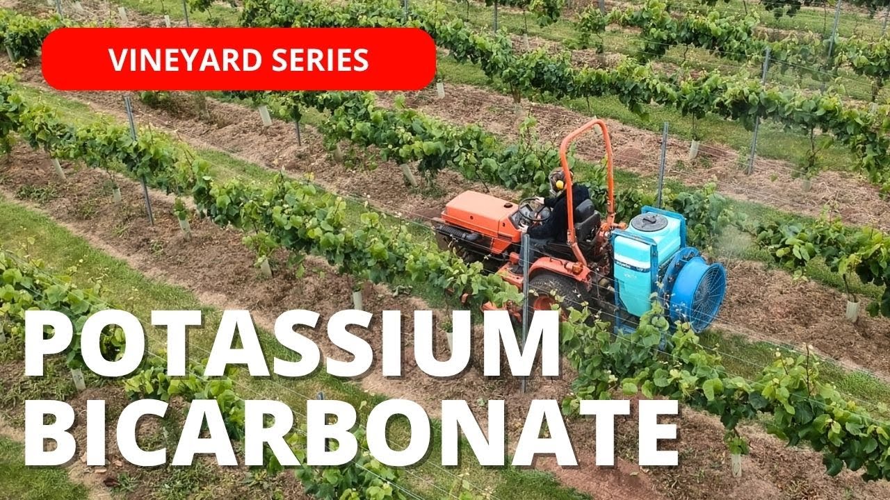Potassium Bicarbonate in the Vineyard | Natural Mildew Fungicide Control