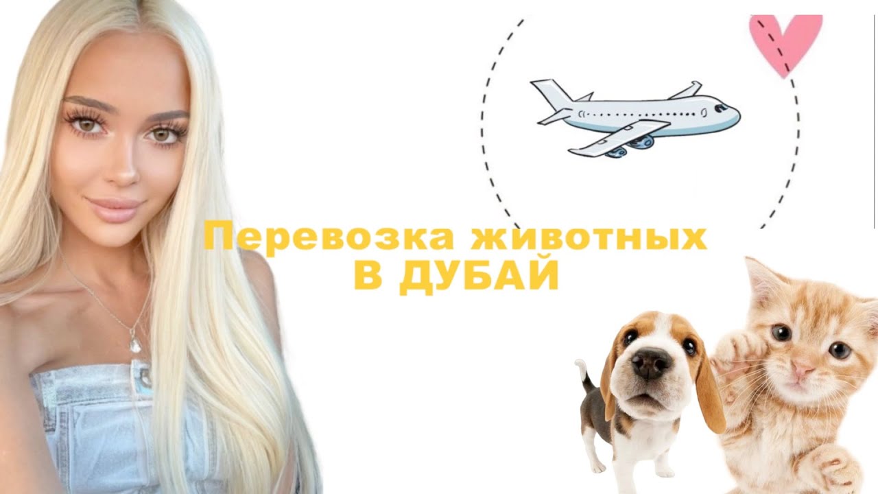 Перевозка животных в ОАЭ.Интервью с ветеринарным доктором из Дубая.