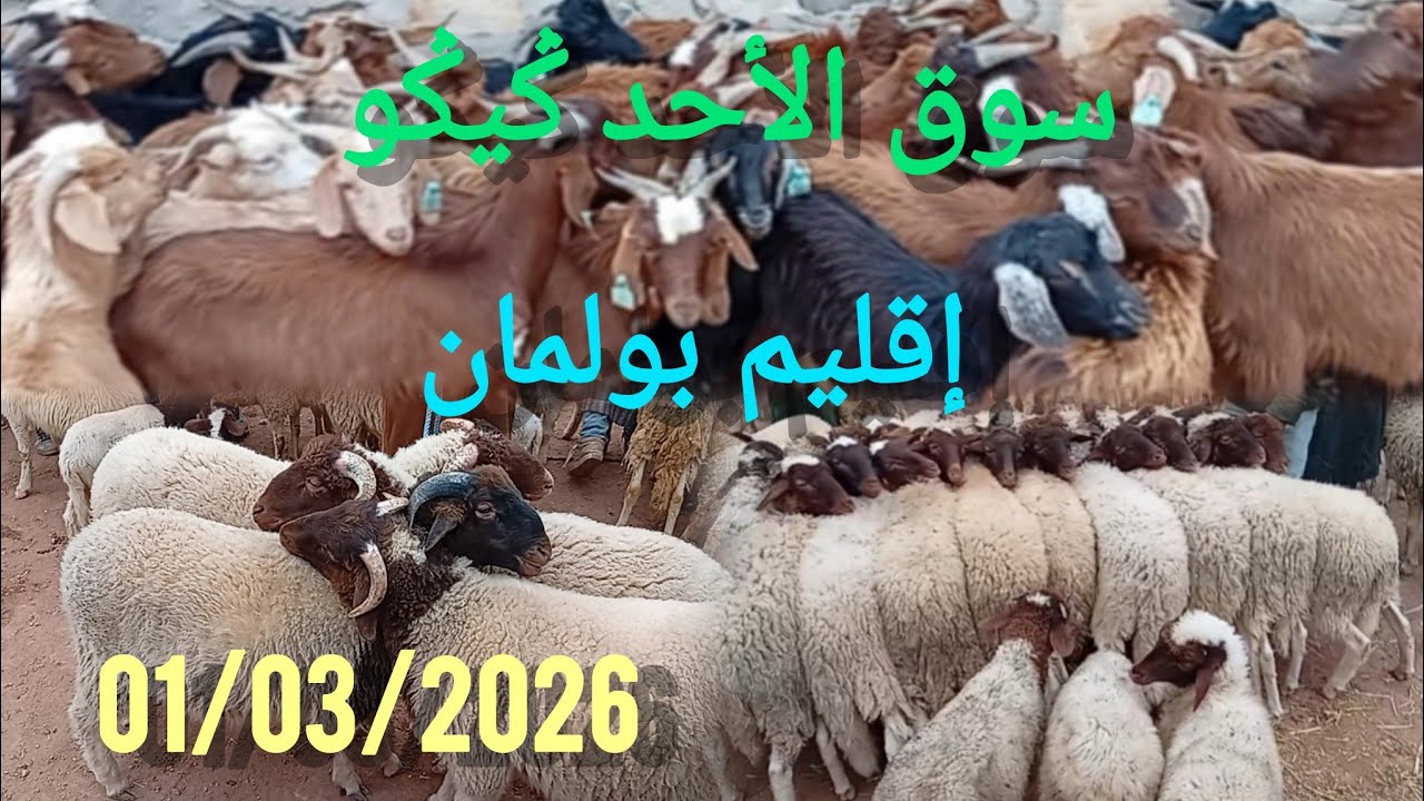 مباشرة من سوق الأحد ݣيݣو بتاريخ 01/03/2026#اكسبلور #animals #foryou 