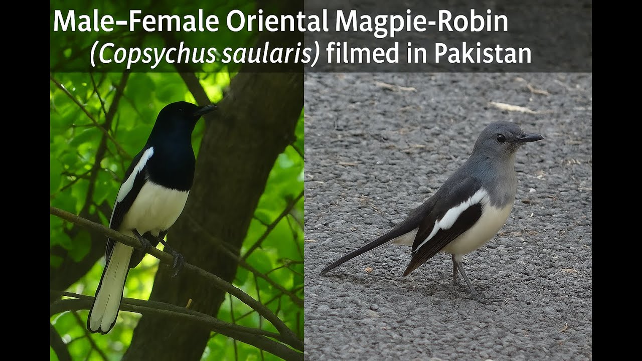 Oriental Magpie-Robin (Copsychus saularis) in Pakistan | From Still Perches to Singing Calls 🎶