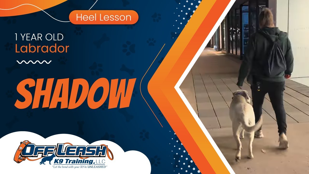 1 yr  Labrador Shadow~ Best Labrador Trainers ~ Off Leash K9 Training  Phoenix