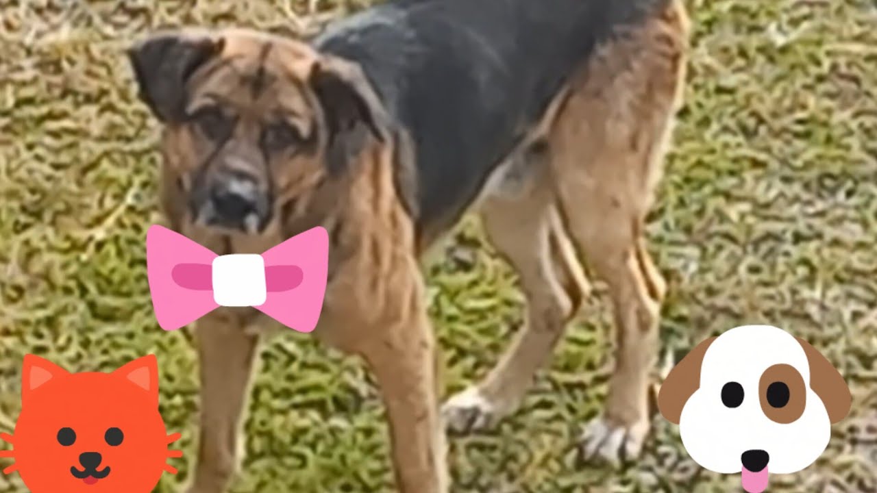 حیوانات را دوست بداریم وبا آنها مهربان باشیم #حیوانات#گربه #سگ#غذا#محبت#دلسوزی