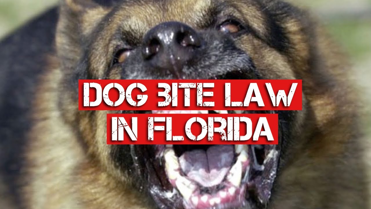 What Is the Law If A Dog Bites Me In Florida? | 561.418.2779