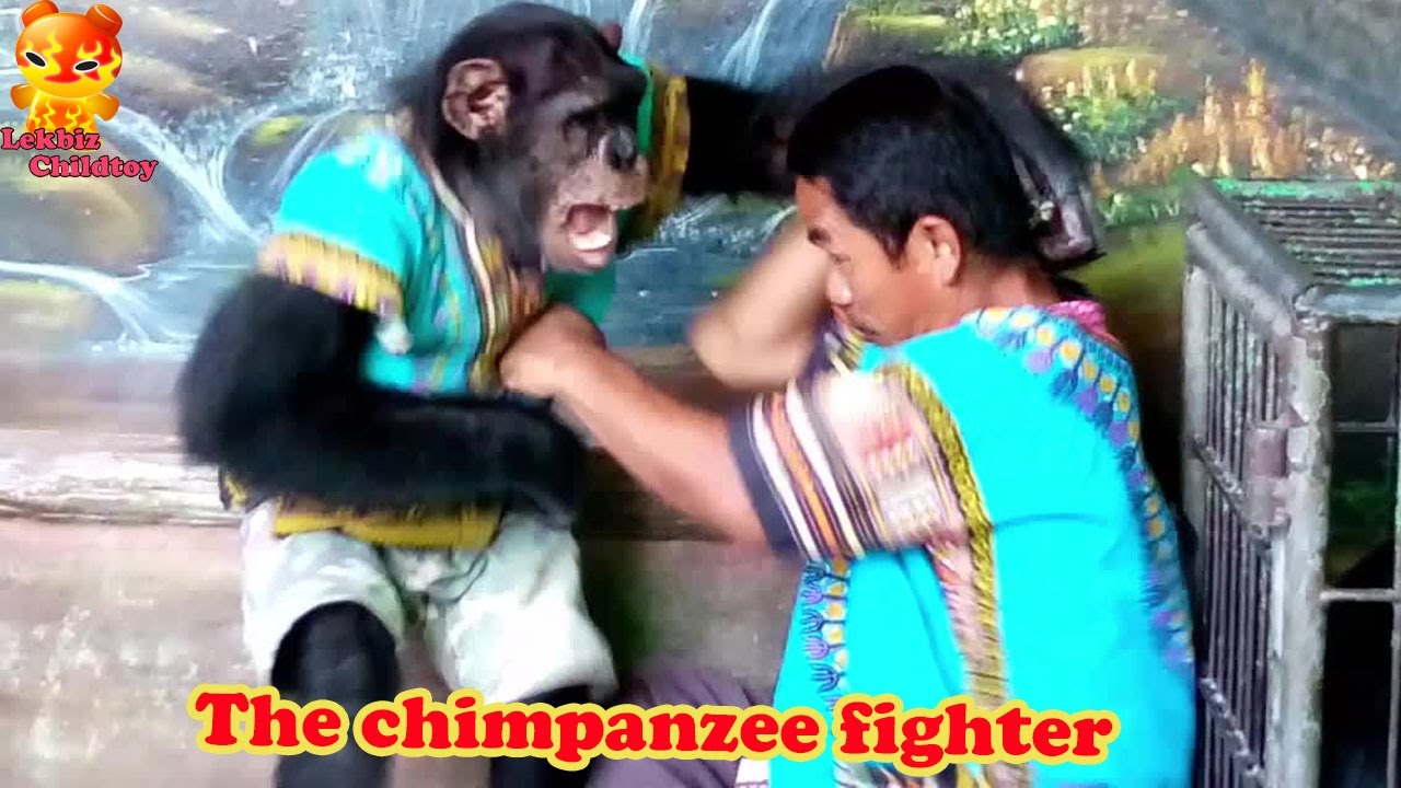 Ha Ha.....The chimpanzee fighter with human
