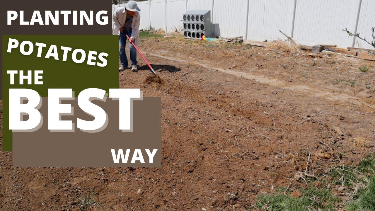 After A YEAR of EXPERIMENTING, the BEST WAY TO PLANT POTATOES?