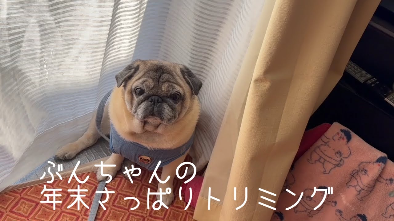 【パグ 】ぶんちゃんの年末さっぱりトリミング