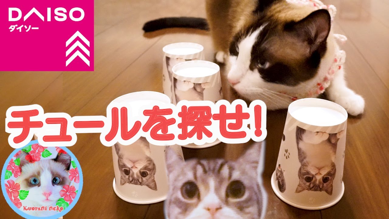 ダイソーもちまるグッズでゲームをマスターした猫 Daiso goods