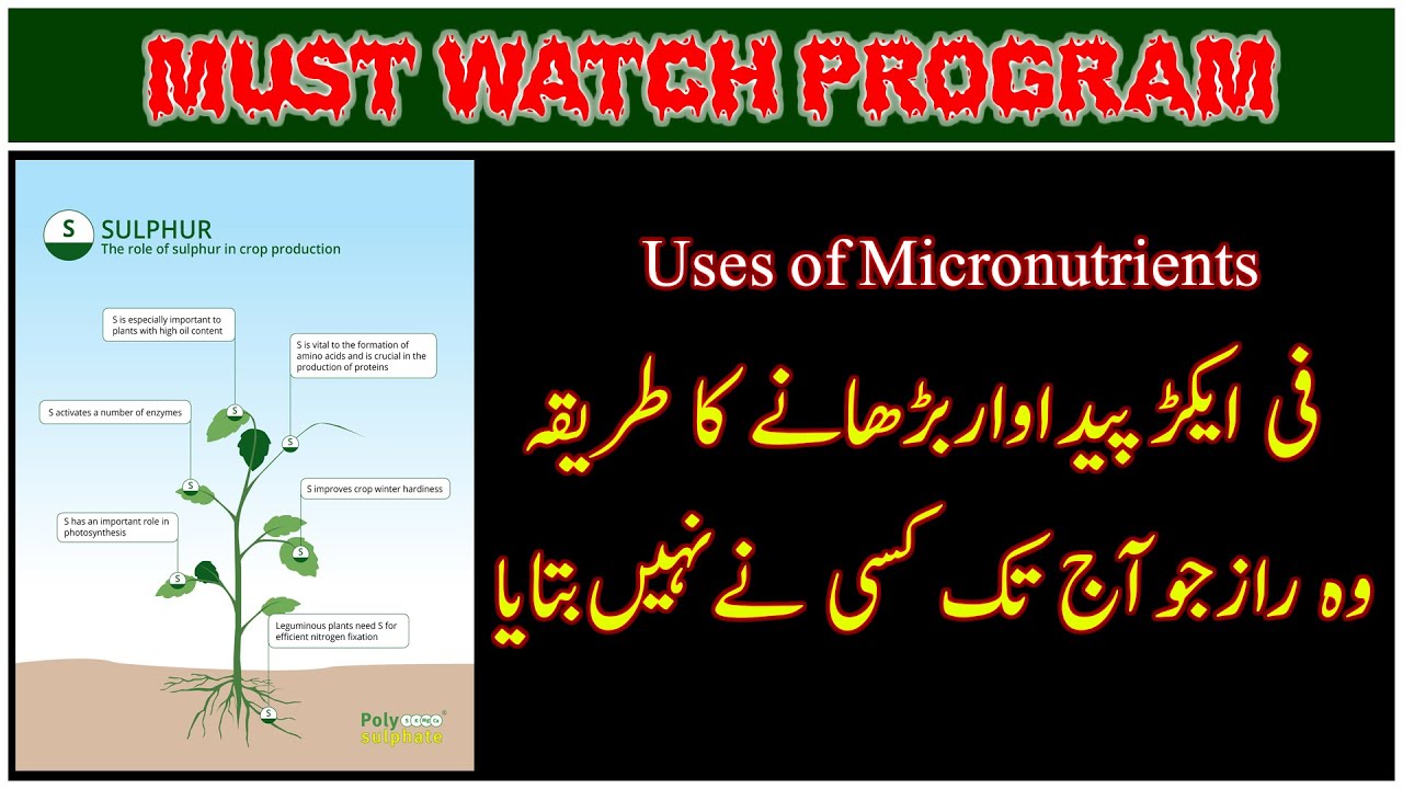 Uses of Micronutrients| How to apply micronutrients in the crops| مائیکرو نیو ٹرینٹس کا درست استعمال