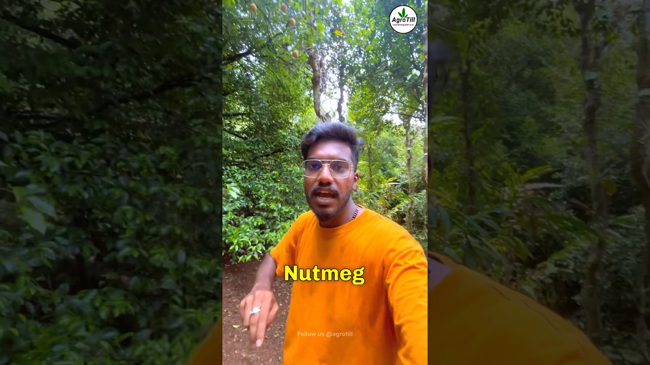 Nutmeg Farming 🌰| ₹2000/kg🔥 | Agrotill | #farming #agriculture #shorts