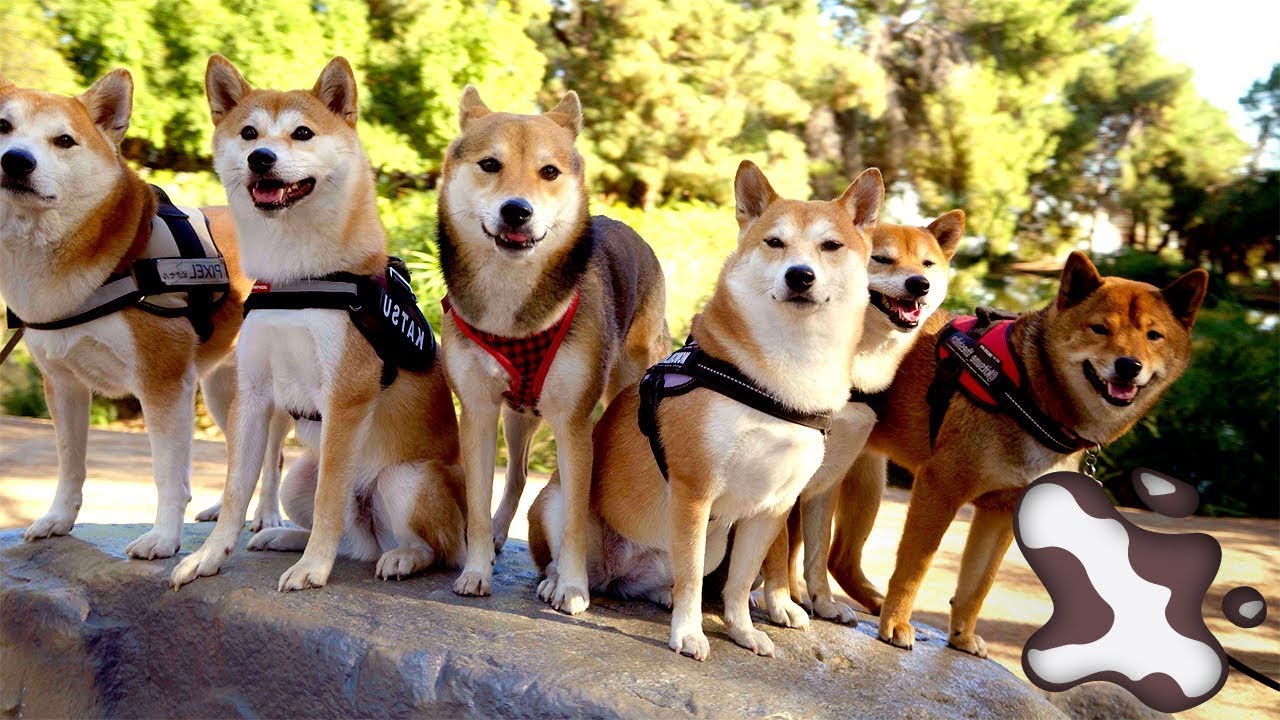 Shiba Inus at Ernest E Debs Hike and Food! | Sony A6300