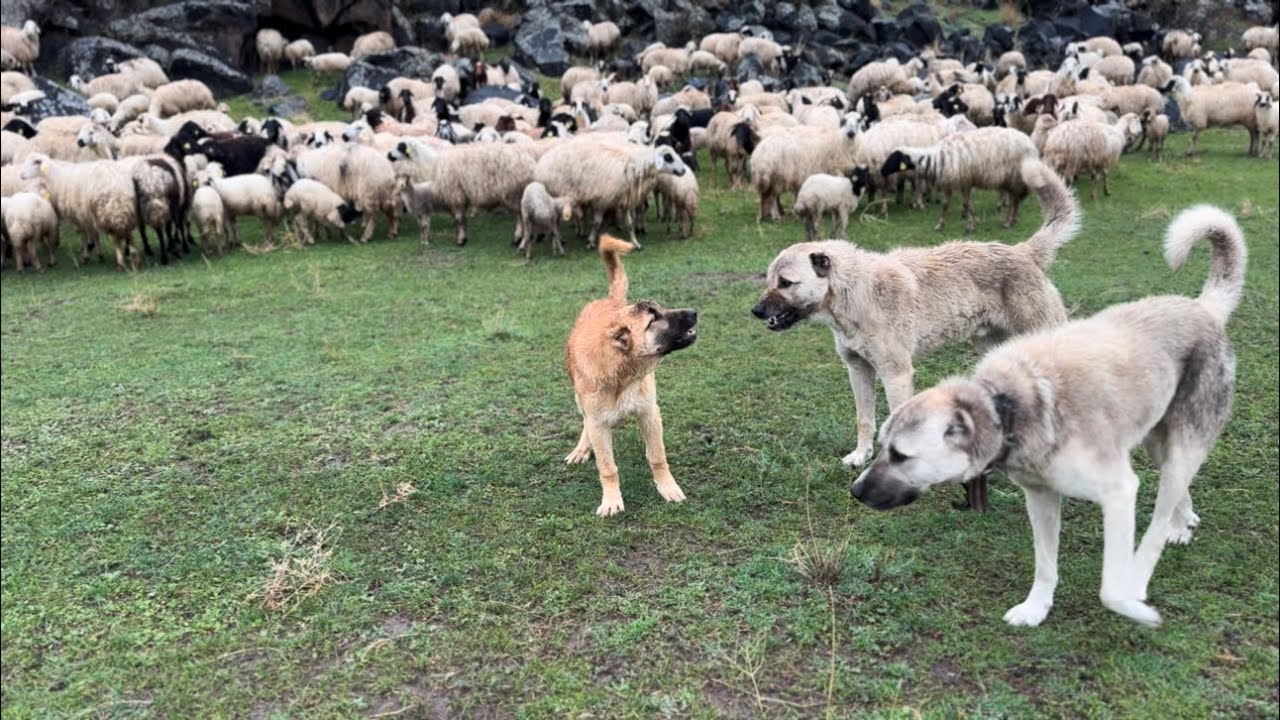 KÖPEKLERE KARŞI BÜYÜK CESARETİ VE YAYLAYA GİTTİK
