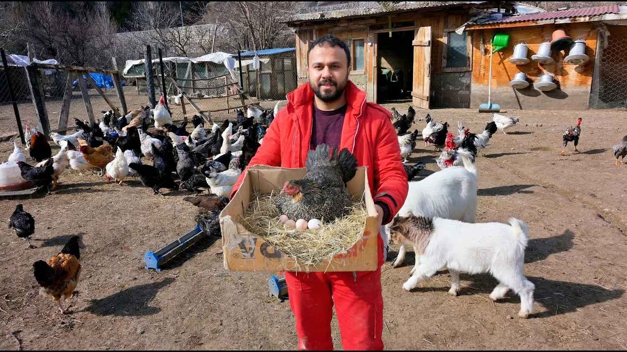 İlk Gurk Tavuğu Kuluçkaya Yattı | Cüce Keçi Büyüyor | Köyde Gezen Tavuk Çiftliği