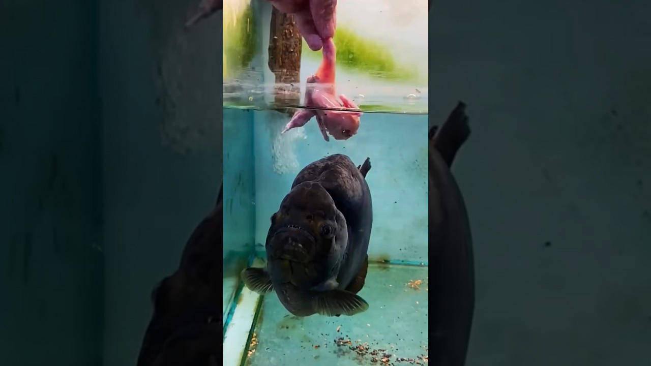 Alimentando Pira&ntilde;a GIGANTE